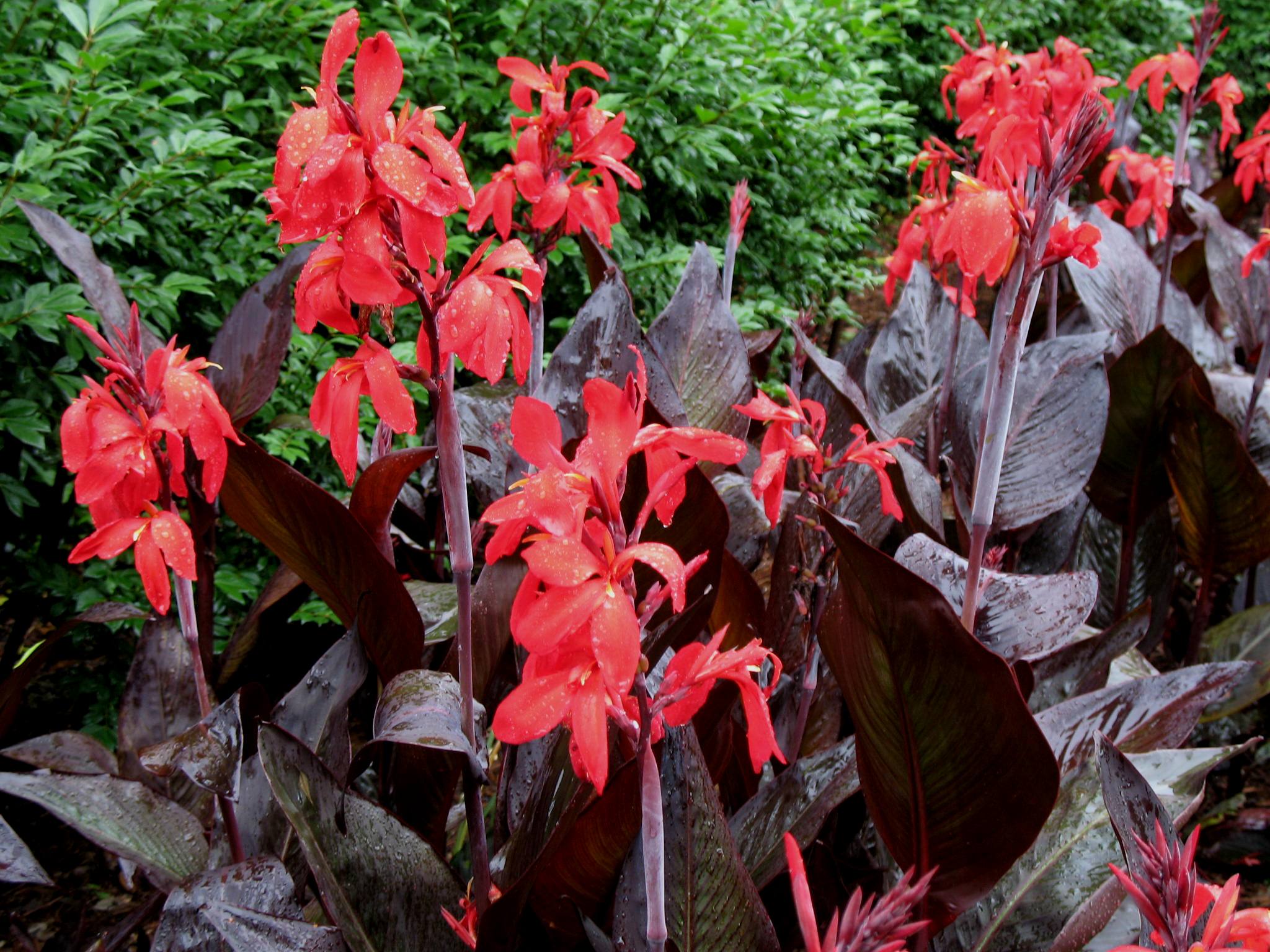 Red canna deals